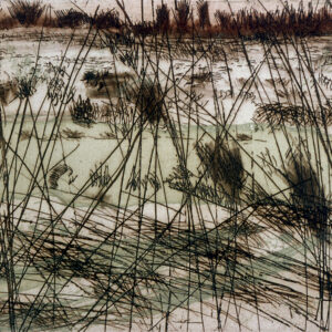 Whitlingham marsh winter
